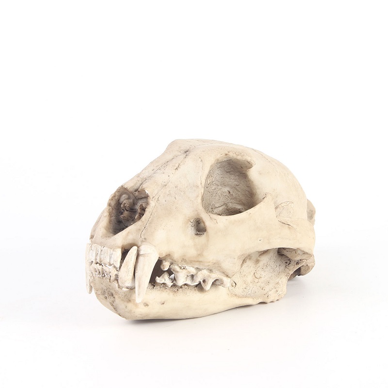 Lampart Model czaszki rzemiosł – Art Craft Zoo recenzja i cena