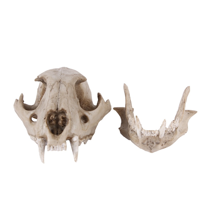 Lampart Model czaszki rzemiosł – Art Craft Zoo recenzja i cena