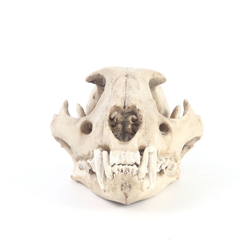 Lampart Model czaszki rzemiosł – Art Craft Zoo recenzja i cena